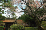 高野山 本覚院の桜