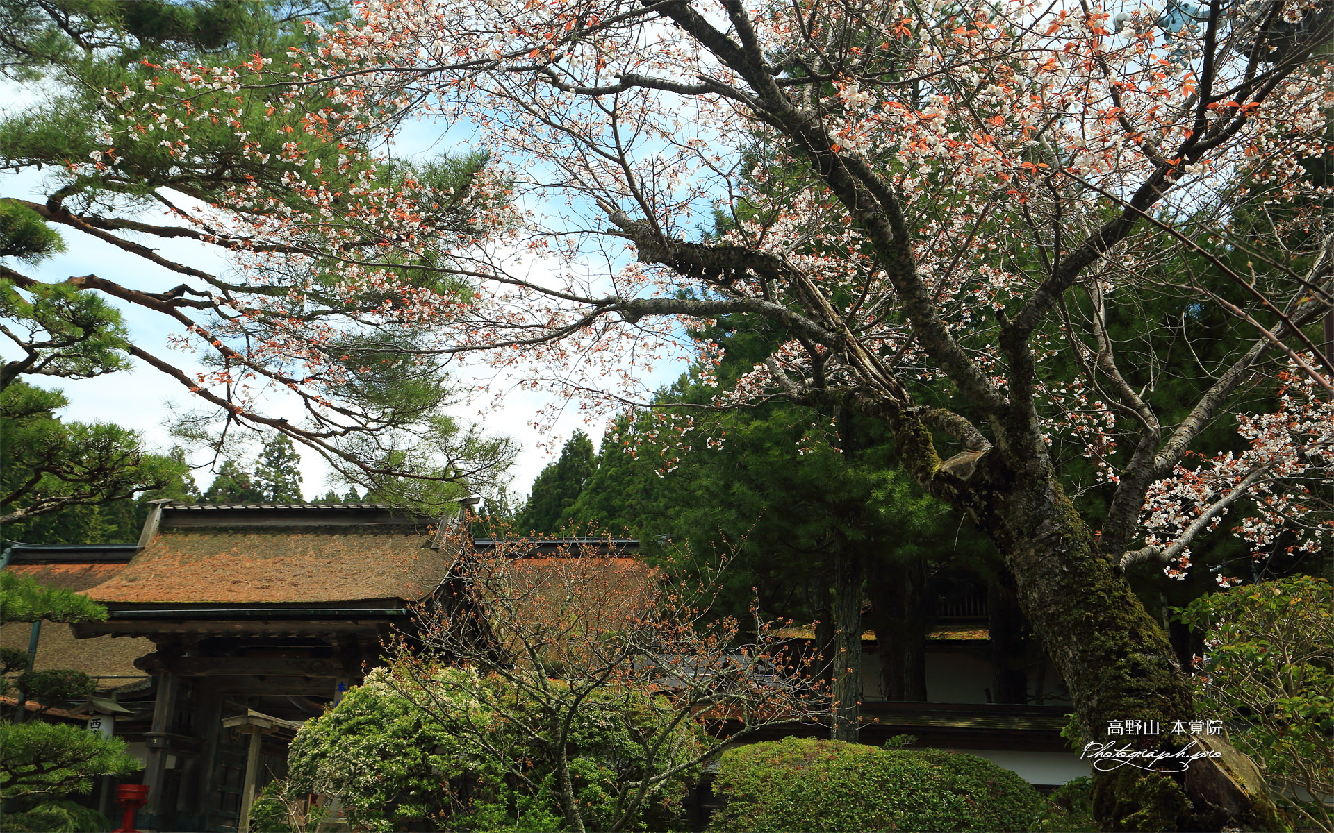 高野山 本覚院の桜