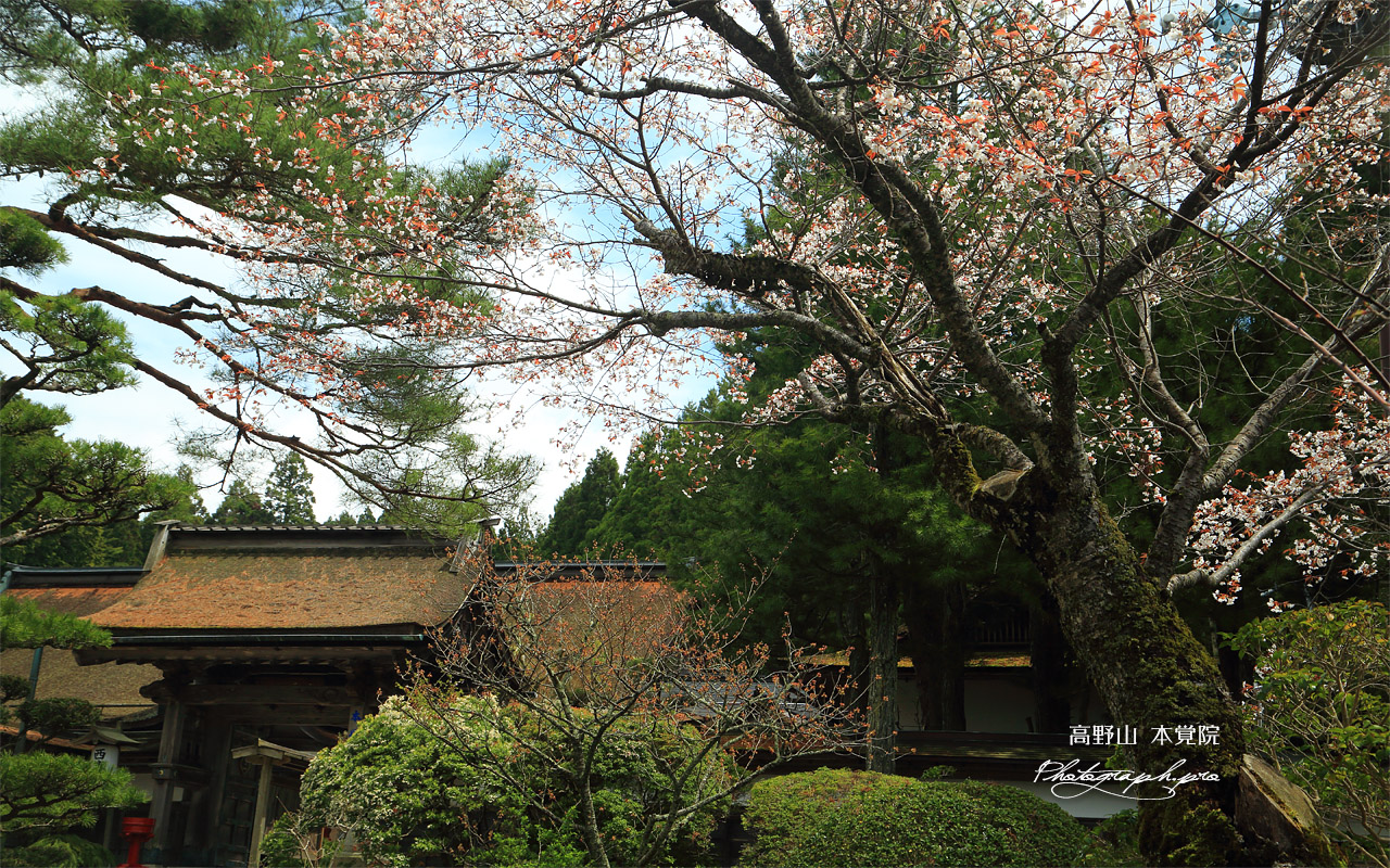 高野山 本覚院の桜 壁紙