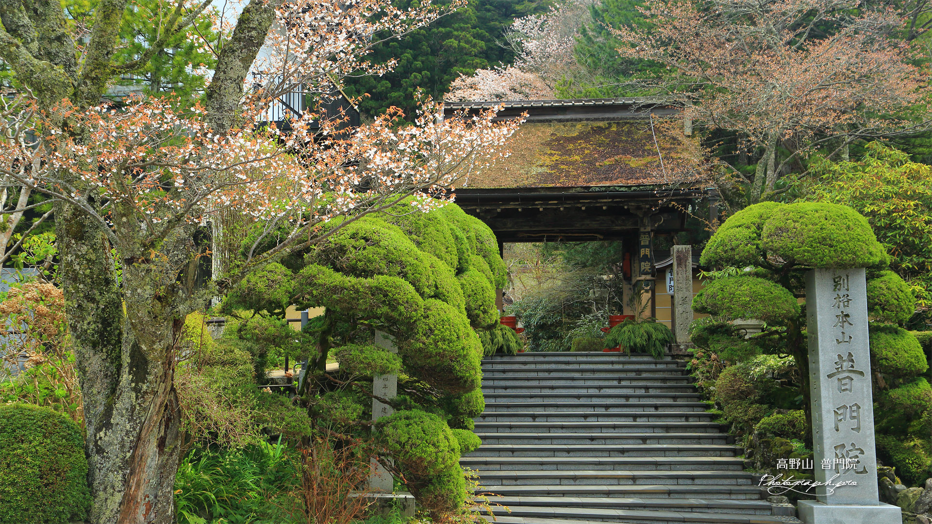 高野山 普門院の桜
