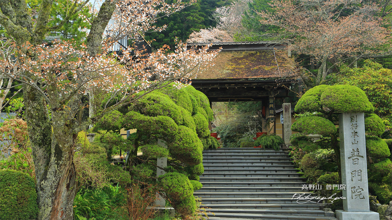 高野山 普門院の桜 壁紙