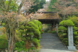 高野山 普門院の桜
