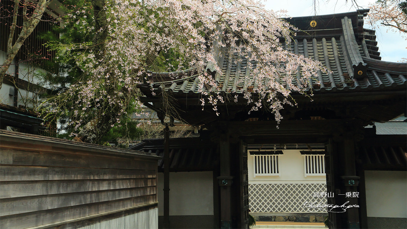 高野山 一乗院の桜 壁紙