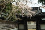 高野山 一乗院の桜