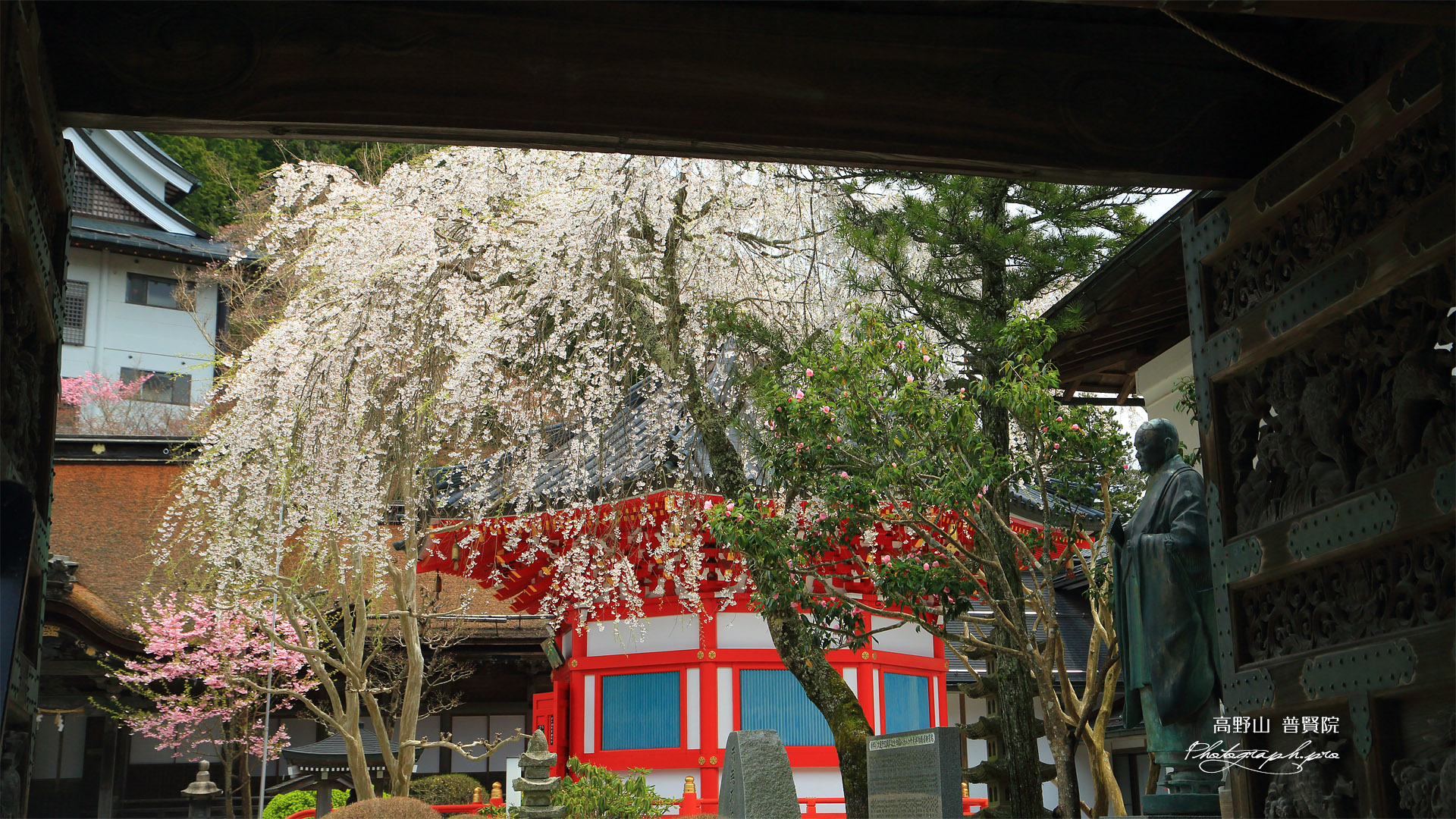 高野山 普賢院の桜
