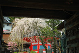 高野山 普賢院の桜