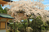 高野山 西南院の桜