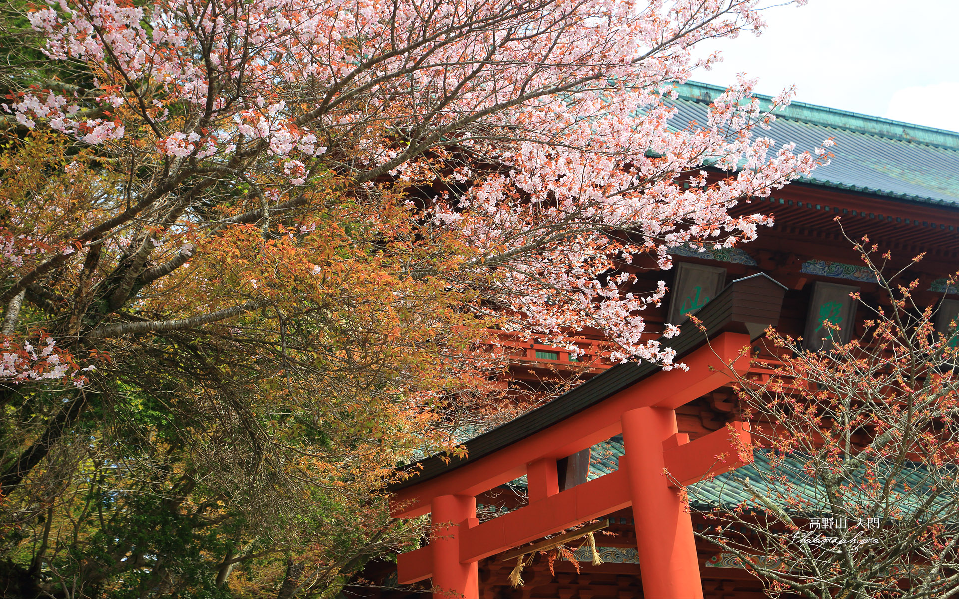 高野山 大山桜と大門