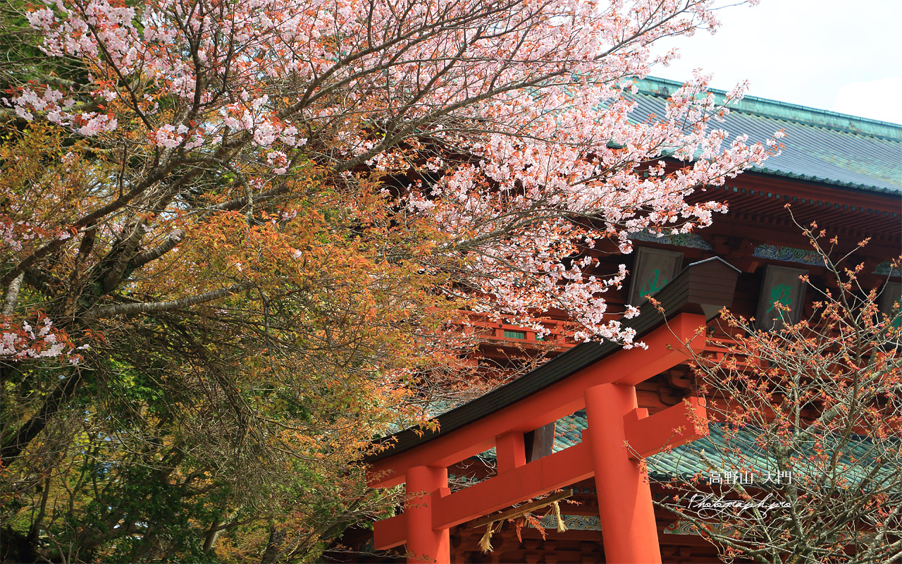 高野山 大山桜と大門 壁紙