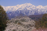 立屋の桜