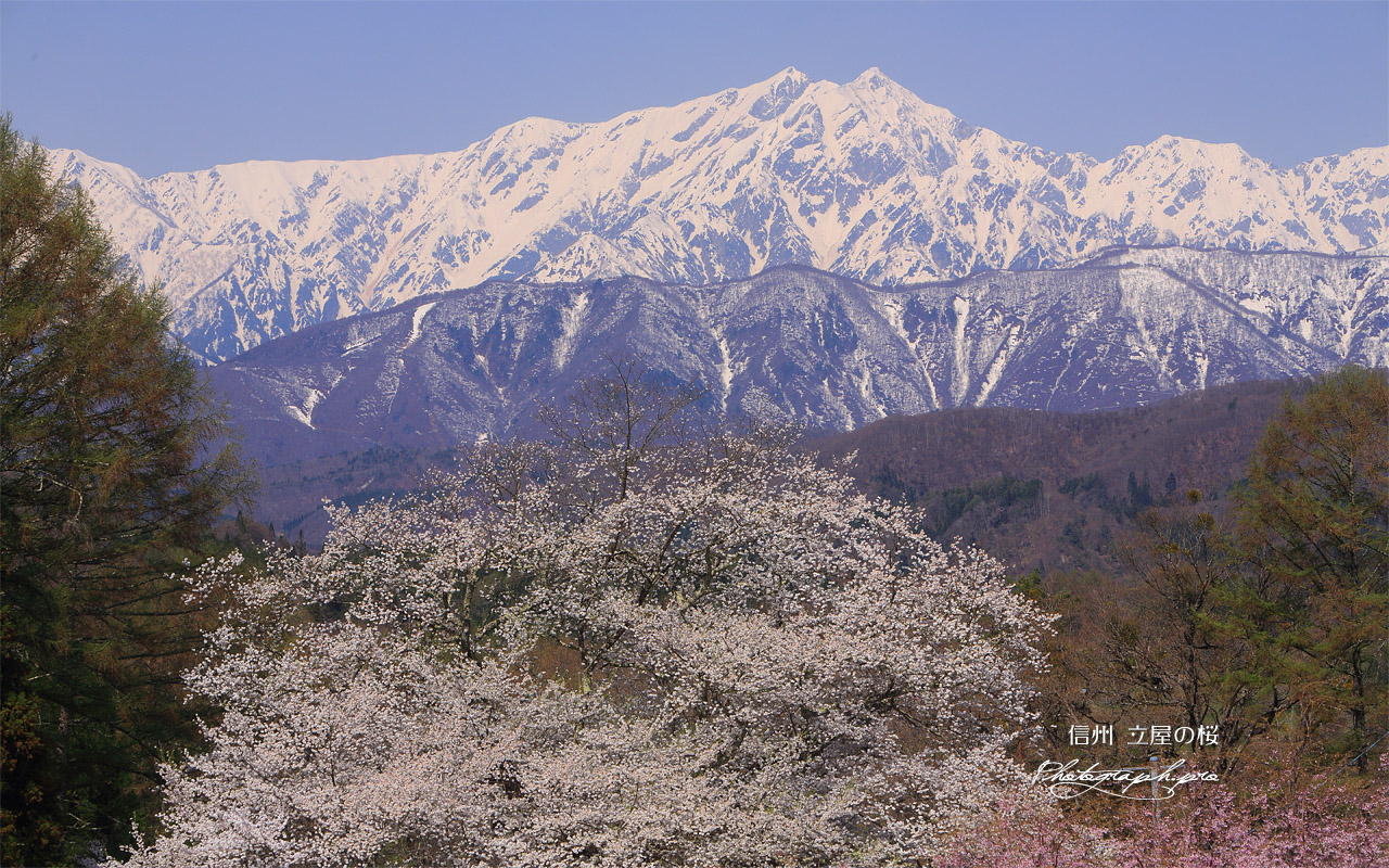 立屋の桜 壁紙
