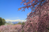 番所と立屋の桜