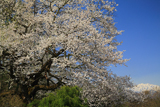 立屋の桜