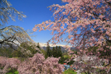 小川村 桜山