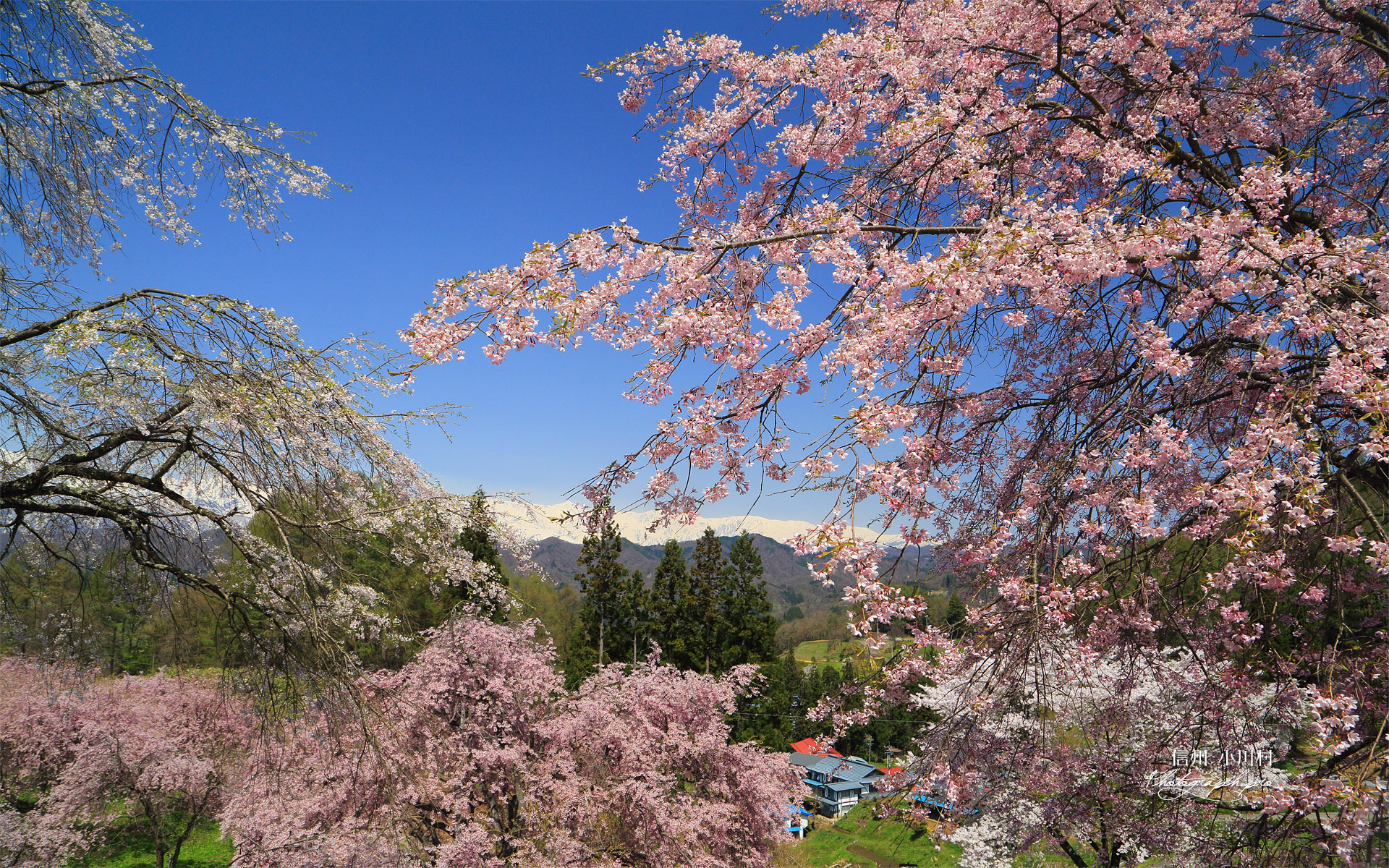 小川村 桜山