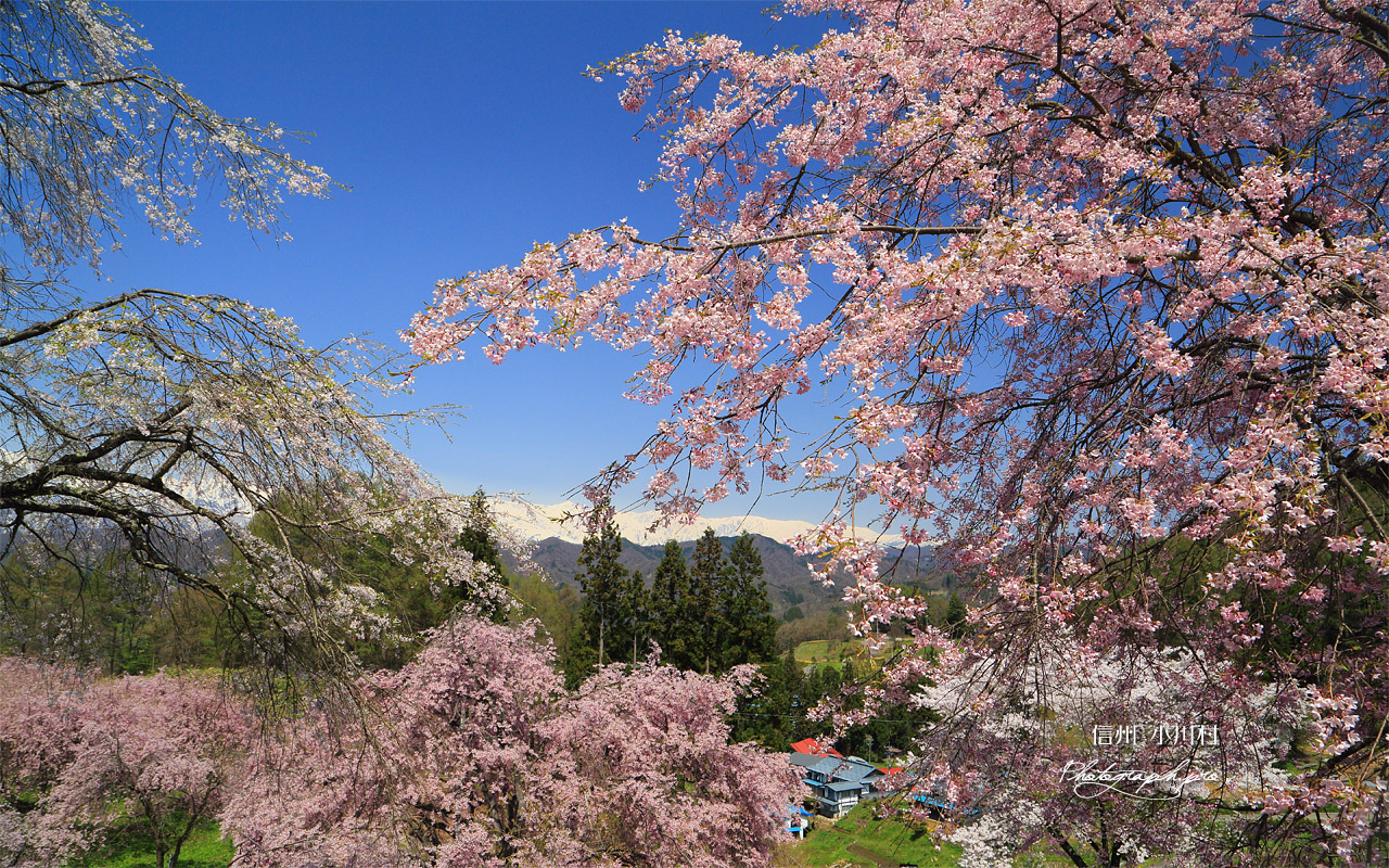 小川村 桜山 壁紙