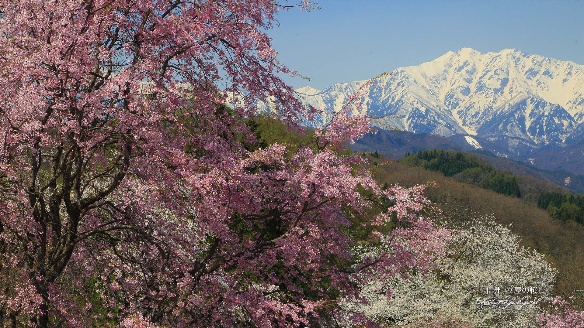 立屋の桜
