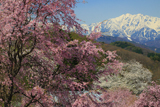 立屋の桜