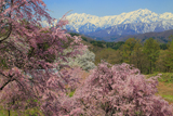立屋の桜