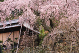 加賀田のしだれ桜