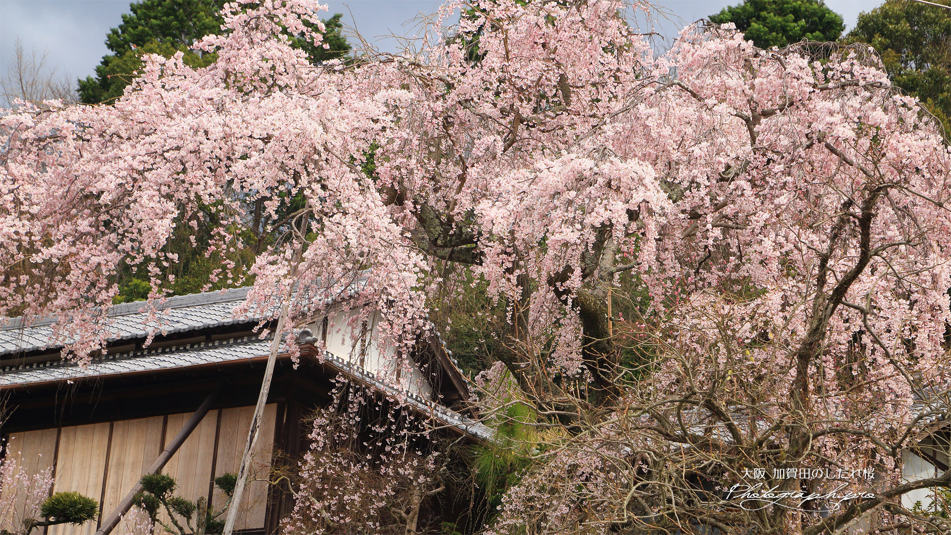 加賀田のしだれ桜