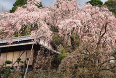 加賀田のしだれ桜