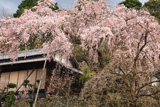 加賀田のしだれ桜
