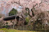 加賀田のしだれ桜