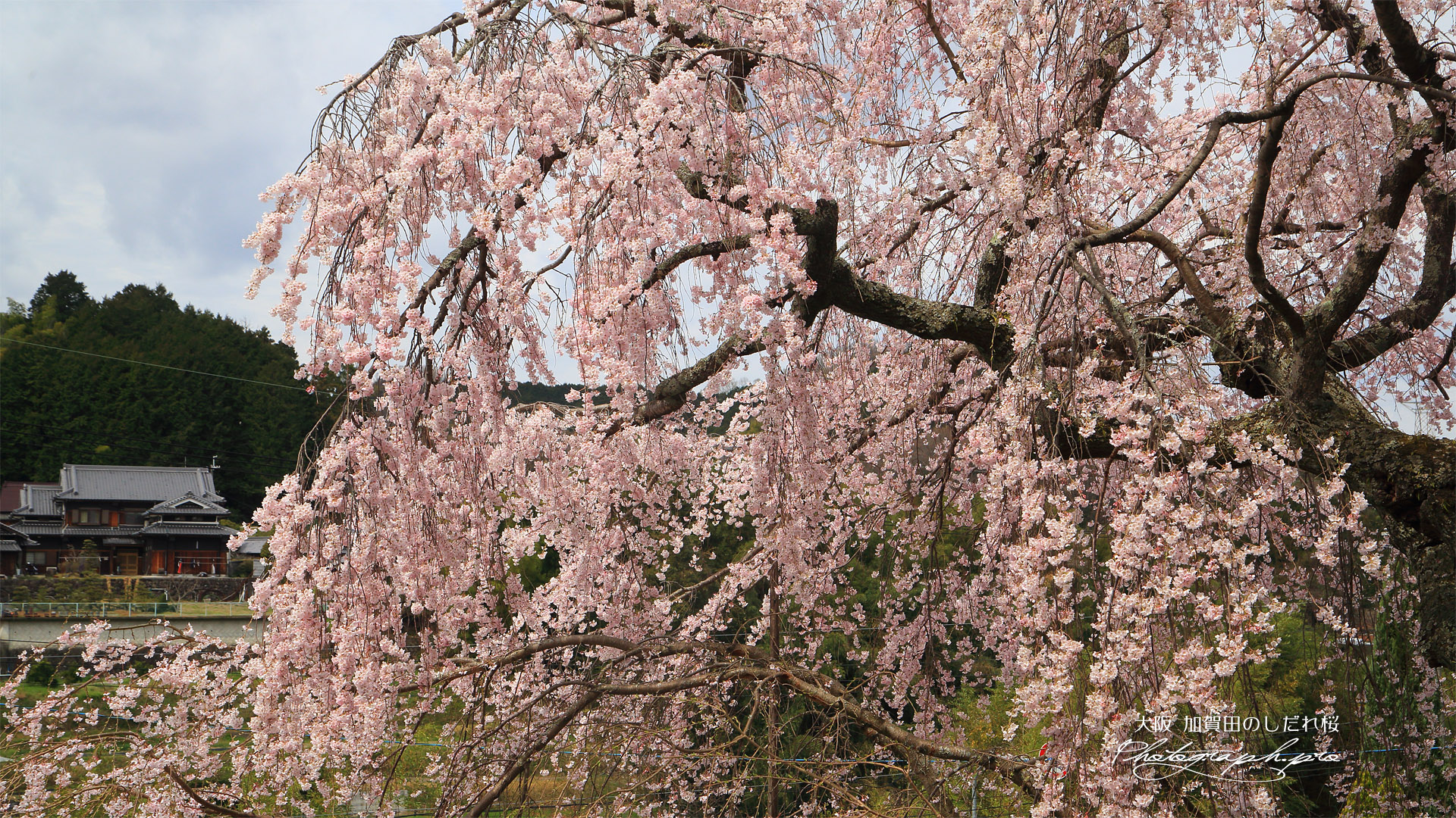 加賀田のしだれ桜