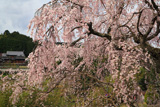 加賀田のしだれ桜