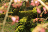 高貴寺の臥龍桜