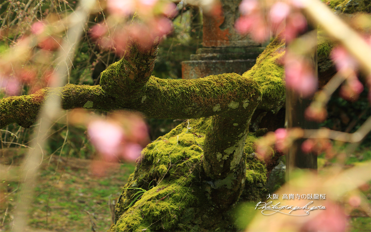 高貴寺の臥龍桜 壁紙