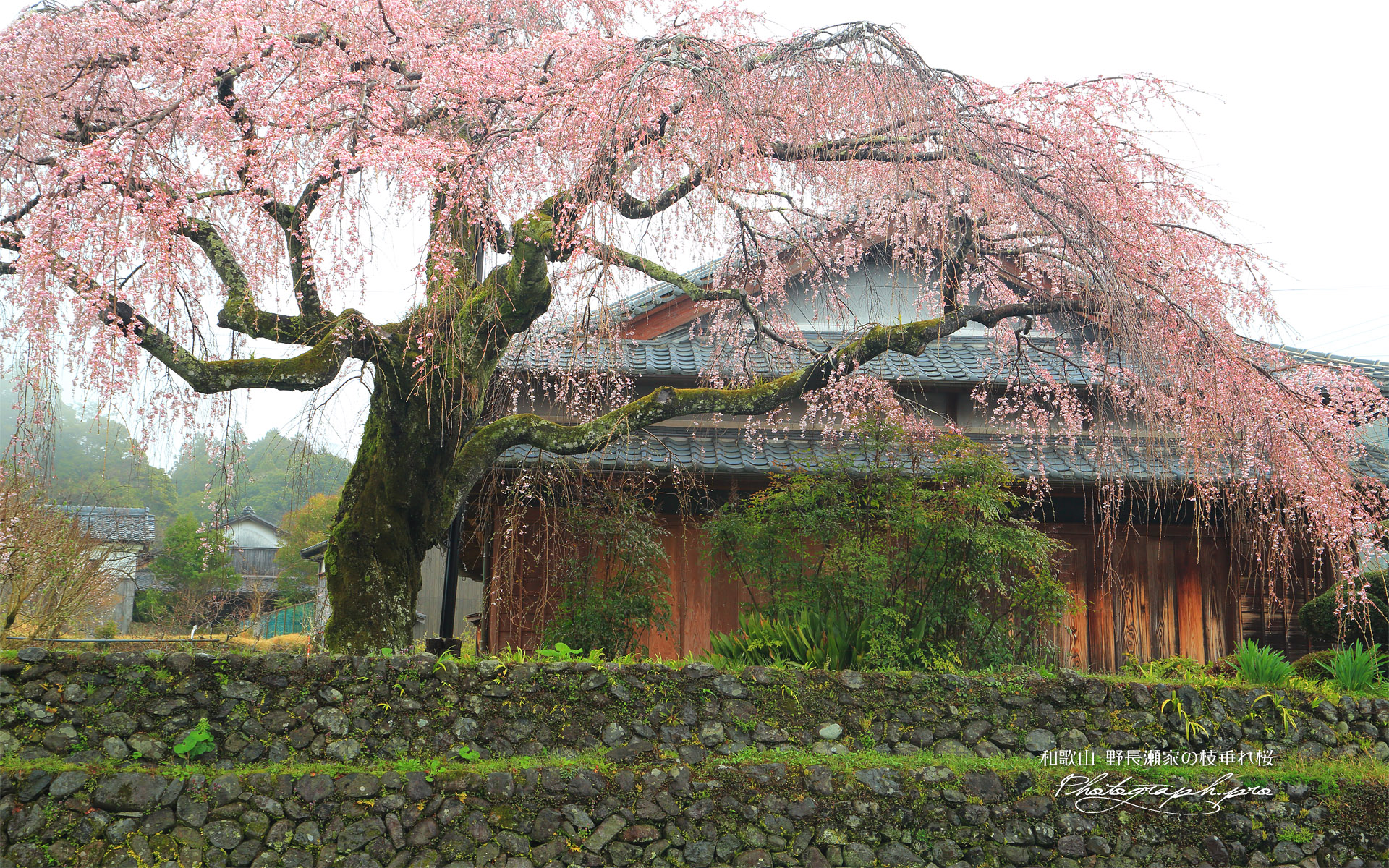 野長瀬家の枝垂れ桜