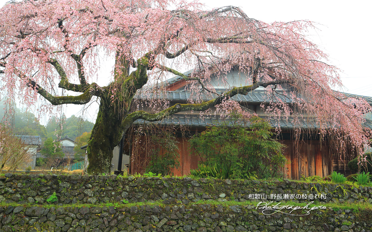 野長瀬家の枝垂れ桜 壁紙
