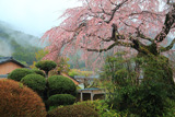 野長瀬家の枝垂れ桜