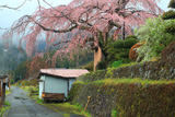 野長瀬家の枝垂れ桜