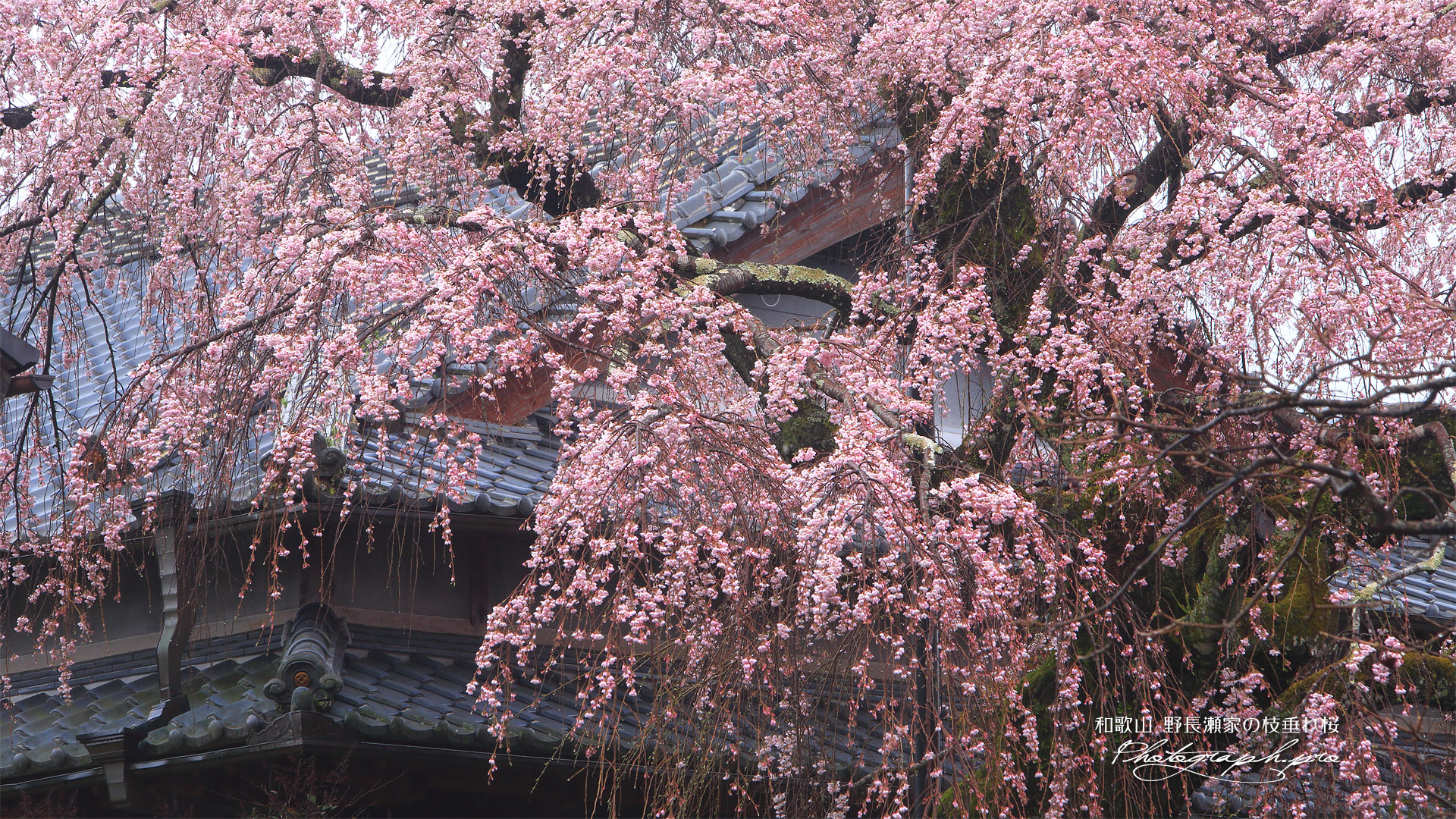 野長瀬家の枝垂れ桜