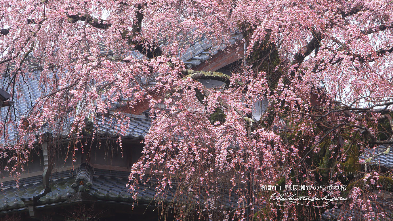 野長瀬家の枝垂れ桜 壁紙