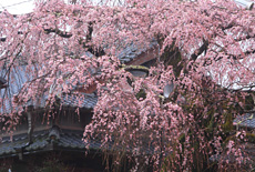 野長瀬家の枝垂れ桜