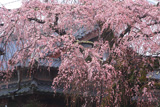 野長瀬家の枝垂れ桜