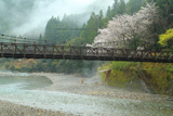 川湯温泉の桜