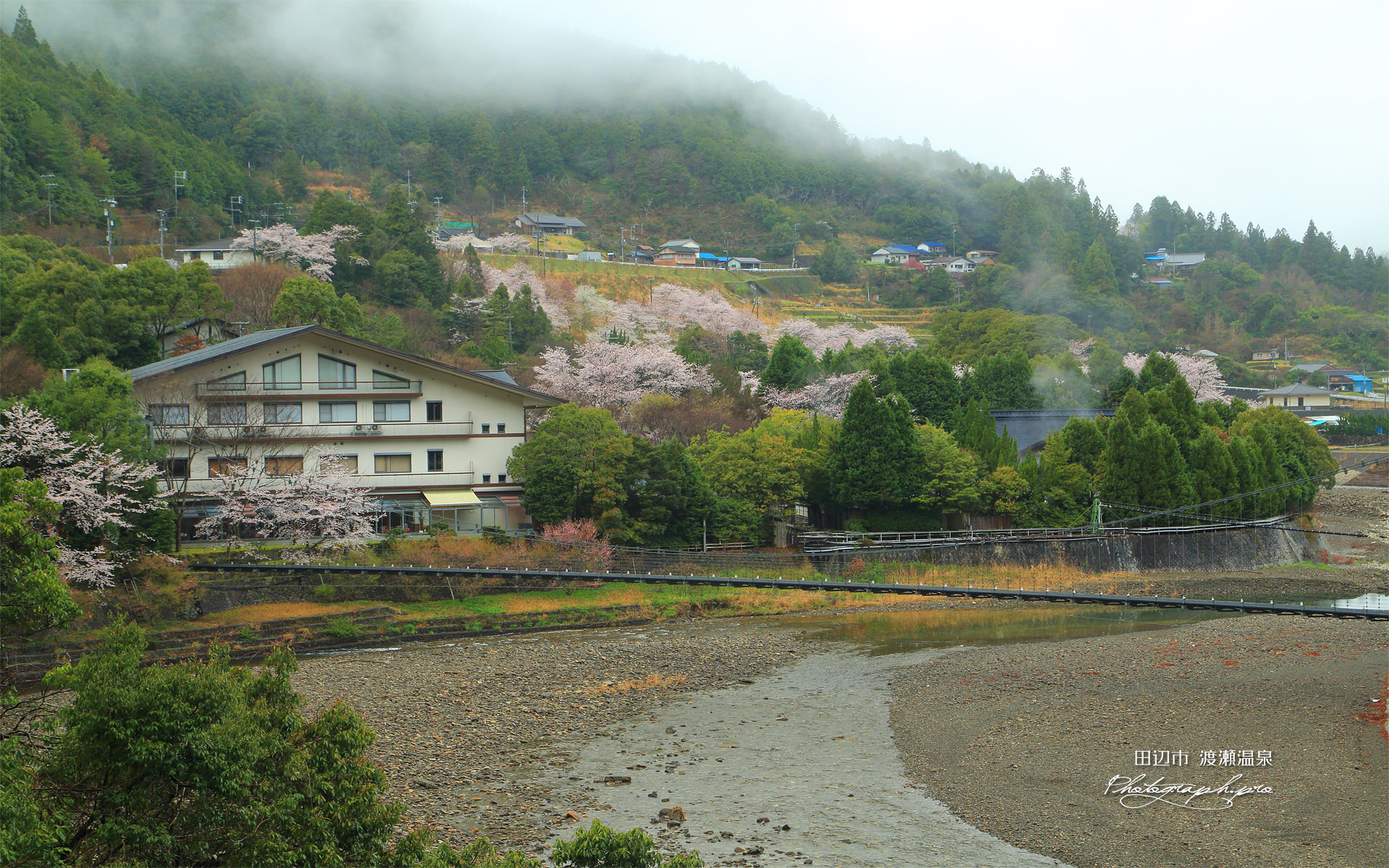 渡瀬温泉の桜