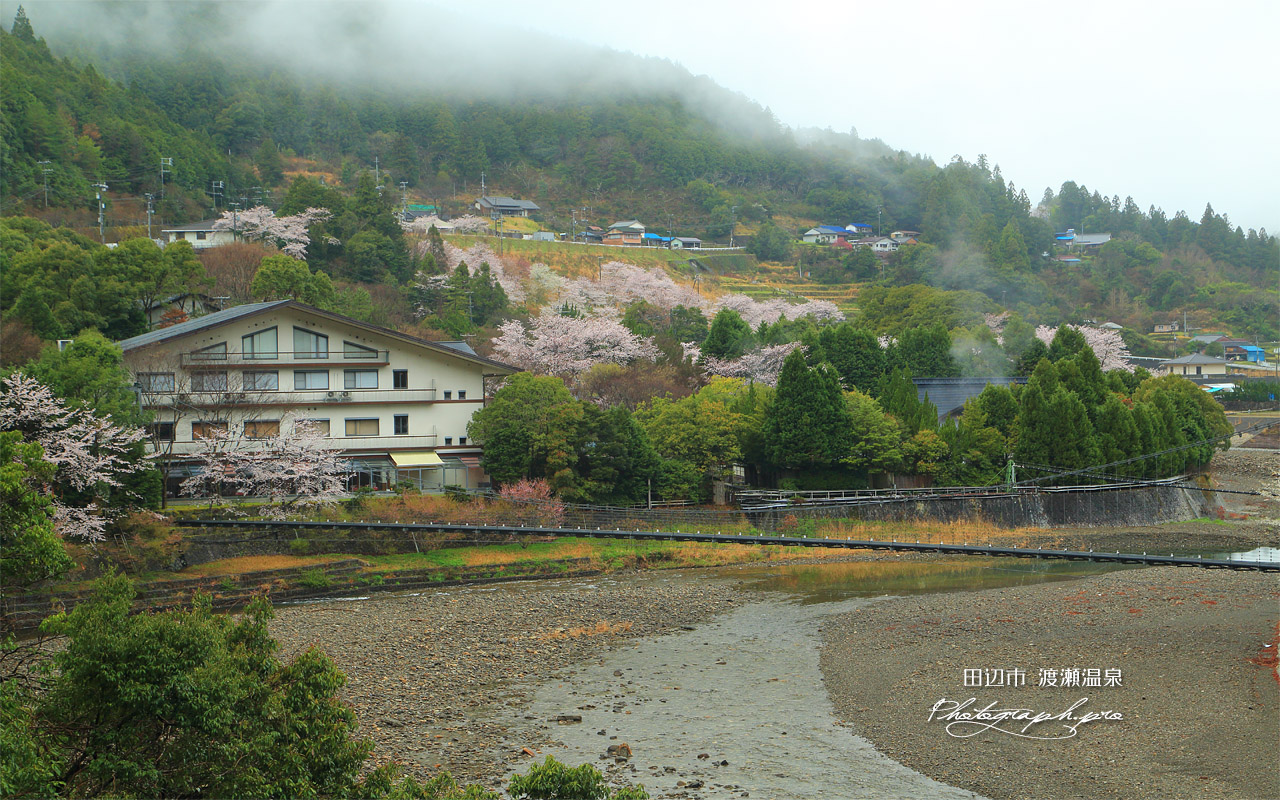 渡瀬温泉の桜 壁紙