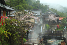 熊野本宮温泉郷の桜