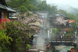 熊野本宮温泉郷の桜