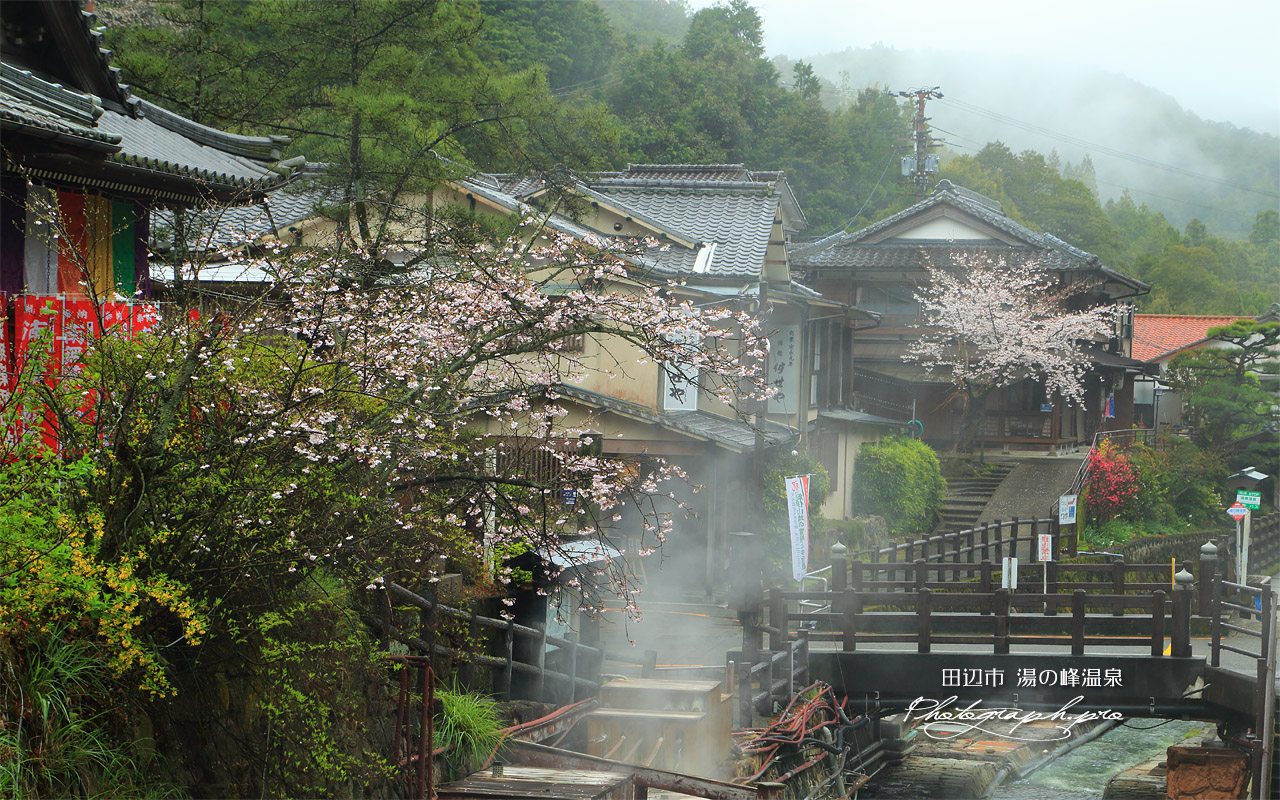湯の峰温泉の桜 壁紙