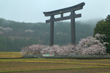 熊野本宮大社の桜