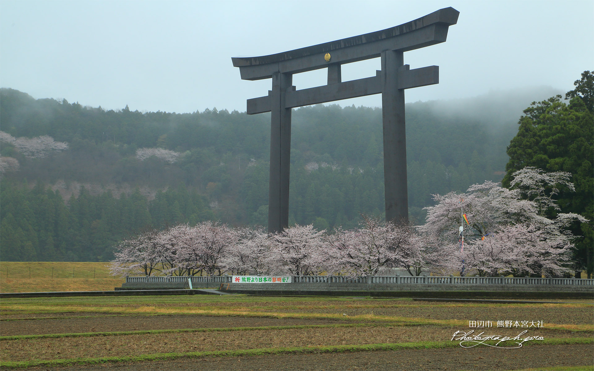 熊野本宮大社の桜