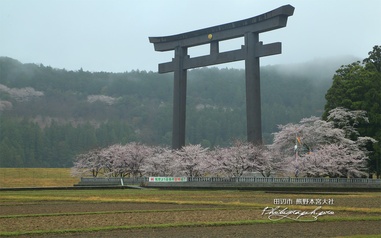 熊野本宮大社の桜 壁紙