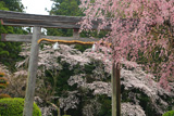 熊野本宮大社の桜